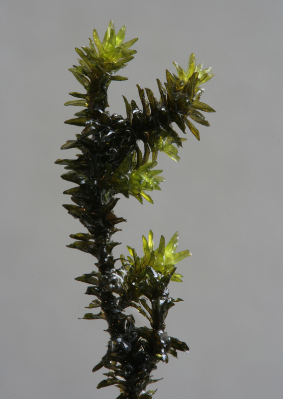Racomitrium aciculare